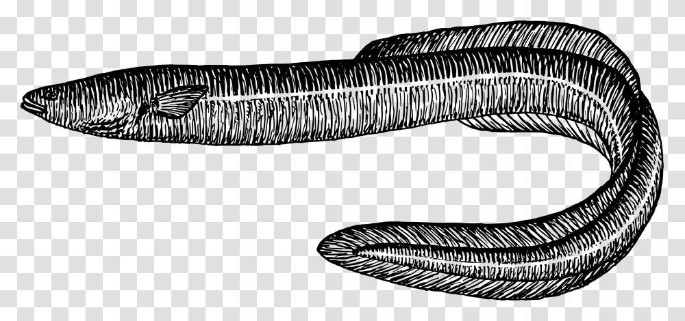 Eel Fish Black And White, Gray, World Of Warcraft Transparent Png