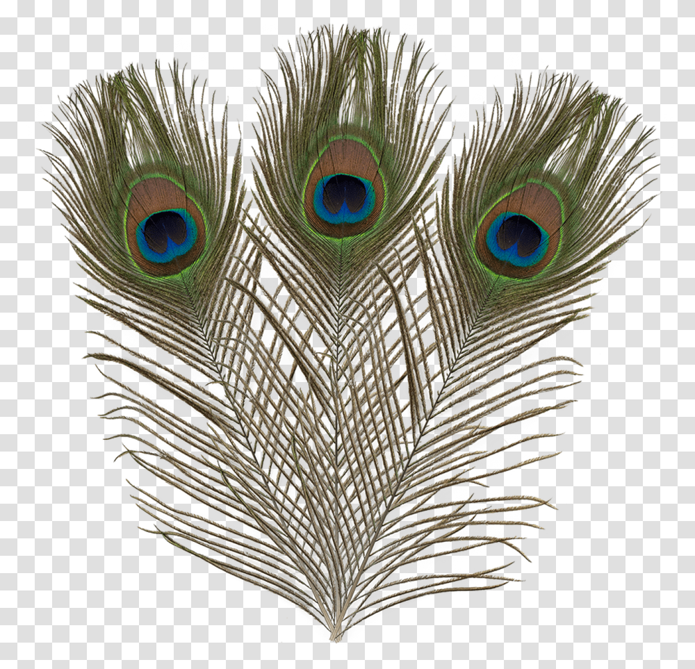 Ef 017 Peacock Feathers Flightless Bird, Animal, Chicken, Poultry, Fowl Transparent Png