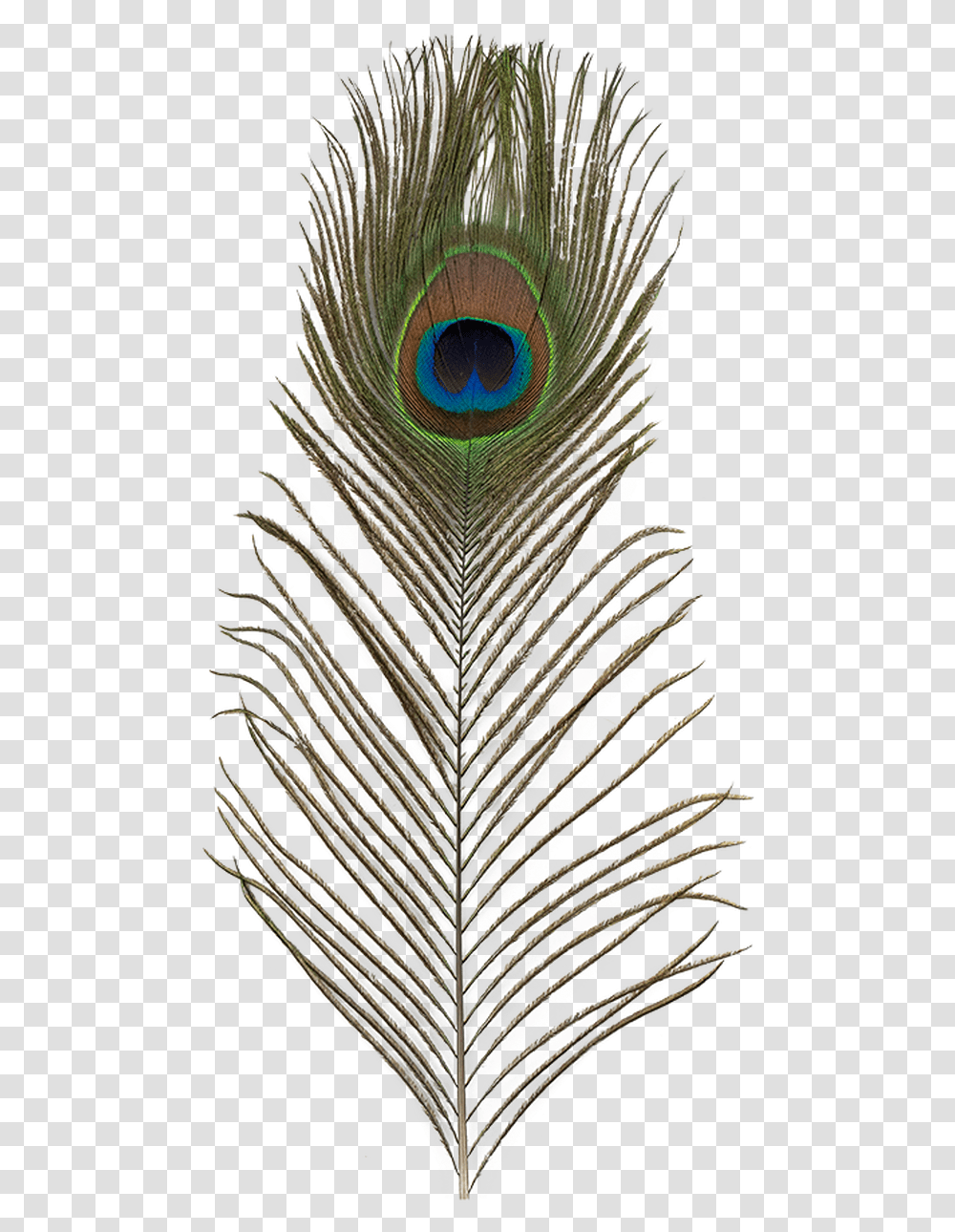 Ef 018 Peacock Feather Feather, Bird, Animal, Glass, Pattern Transparent Png