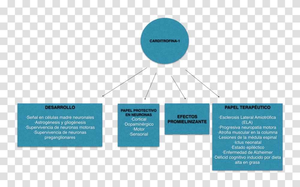 Efectos De Cardiotrofina En El Sistema Nervioso, Outdoors, Nature, Astronomy Transparent Png