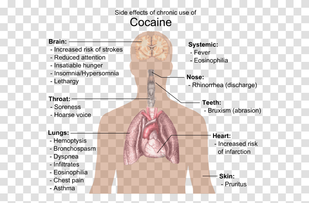Effects Of Cocaine, Head, Neck, Person, Leisure Activities Transparent Png