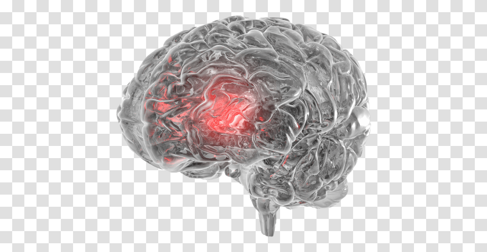 Effects Of Ice On The Brain, Rose, Flower, Plant, X-Ray Transparent Png