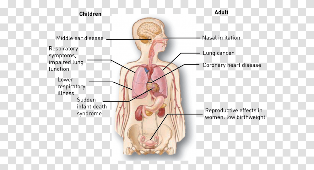 Effects Of Passive Smoking, Diagram, Plot, Neck, Stomach Transparent Png