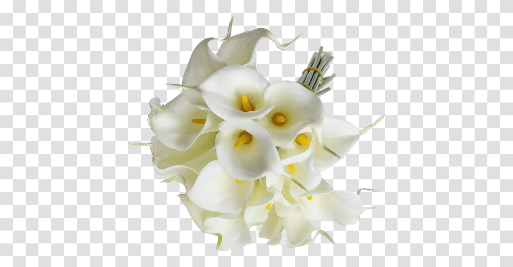 Eforcase Refreshing Calla Lily Bridal Calla Lily Flowers, Plant, Pollen, Rose, Petal Transparent Png
