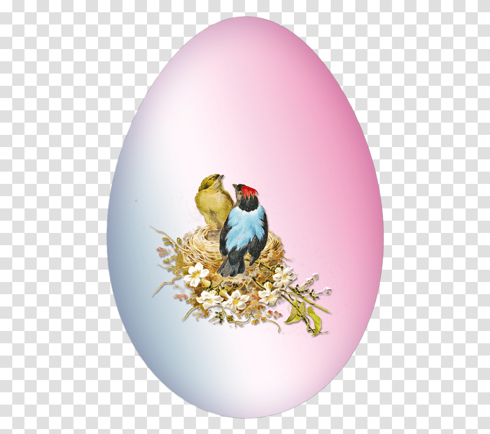 Egg, Bird, Animal, Finch, Swallow Transparent Png