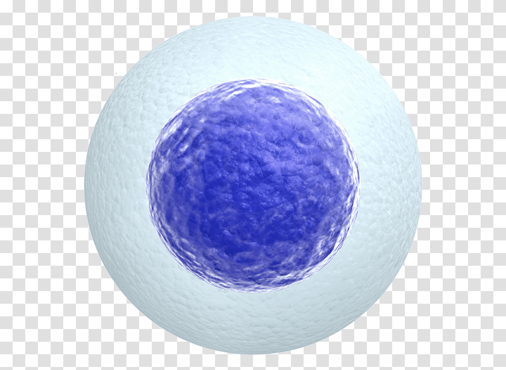 Egg Cell White Background, Ball, Golf Ball, Sport, Sports Transparent Png