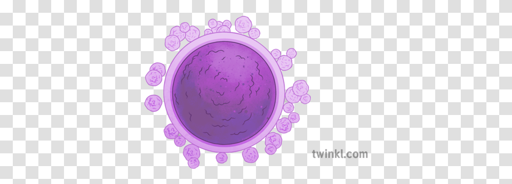 Egg Cells Illustration Twinkl Dot, Purple, Sphere, Chandelier, Lamp Transparent Png