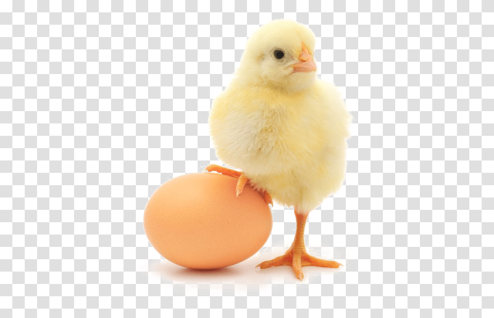 Egg Image Hen Kids, Poultry, Fowl, Bird, Animal Transparent Png