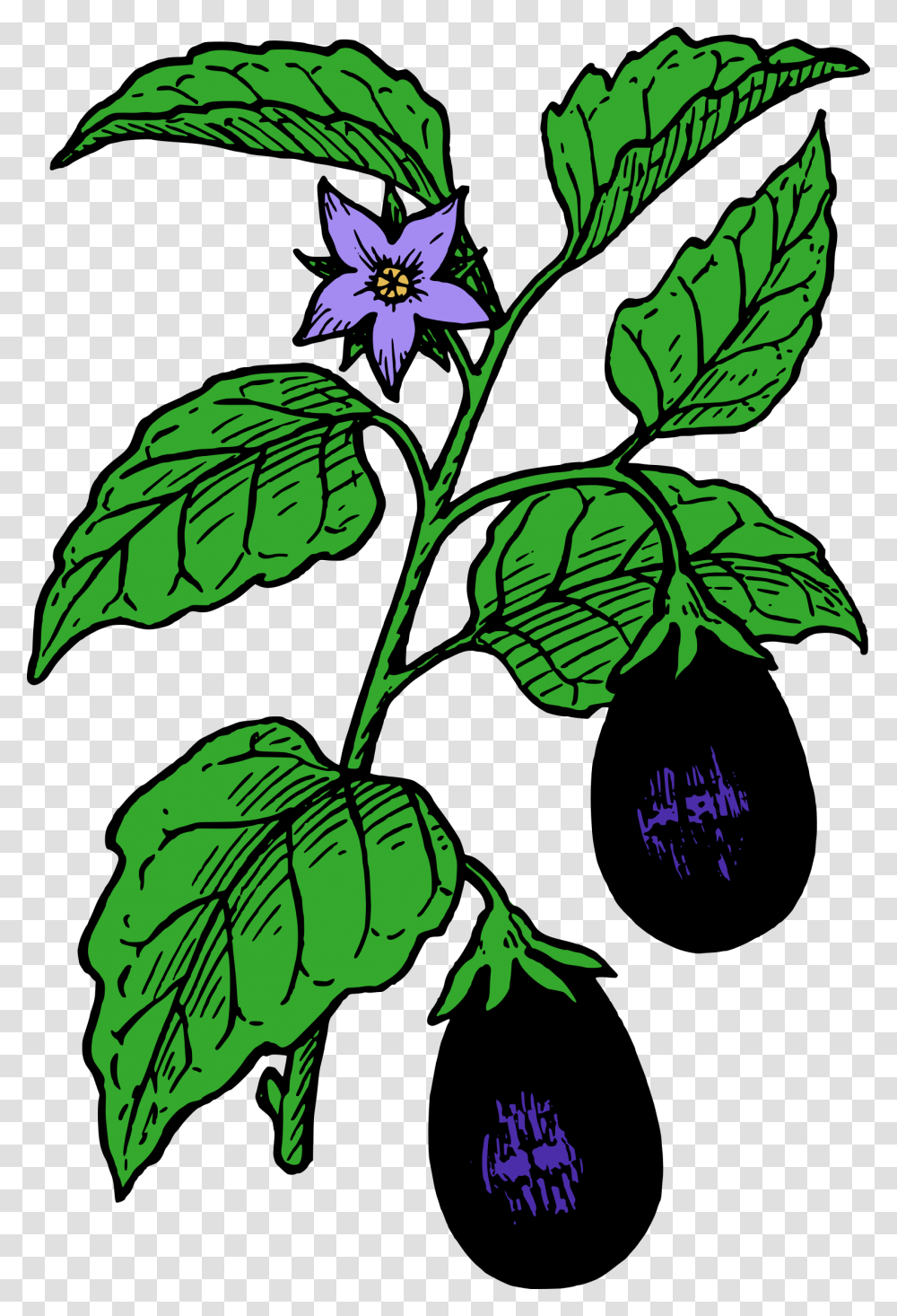 Eggplant Clipart Cartoon, Leaf, Flower, Blossom, Acanthaceae Transparent Png