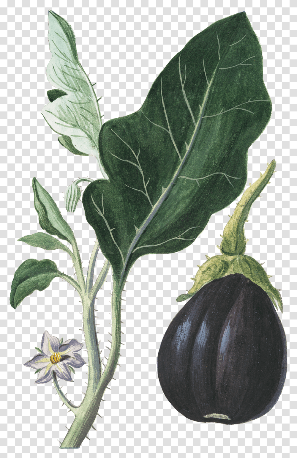 Eggplant Vegetable Botanical Illustration Botany Botanical Vegetable Illustration, Food, Painting Transparent Png