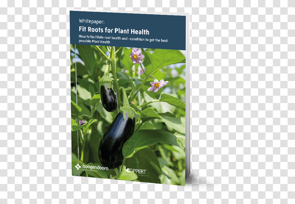 Eggplant, Vegetable, Food, Bird, Animal Transparent Png
