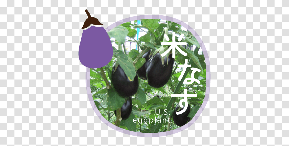 Eggplant, Vegetable, Food, Purple Transparent Png