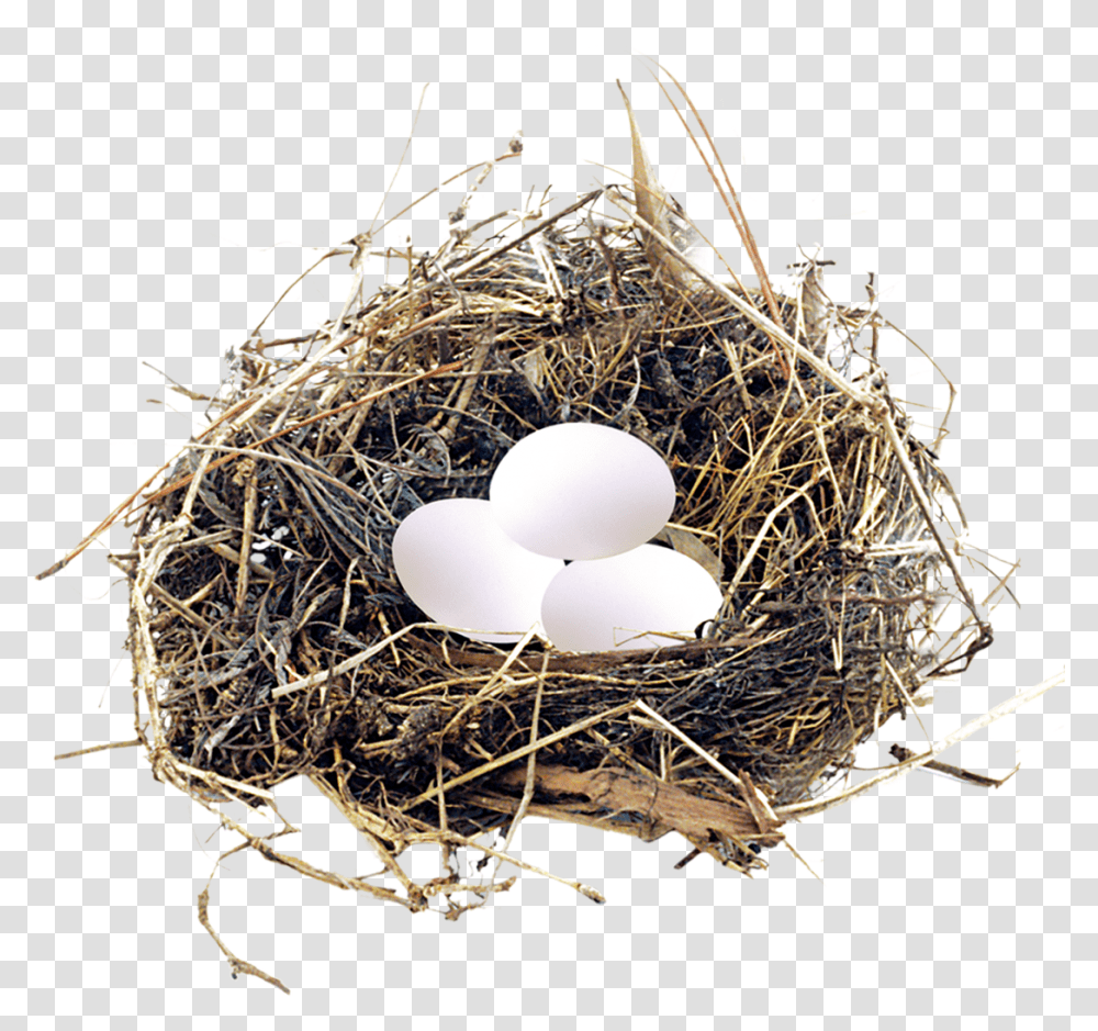 Eggs In A Nest Birds Nest Blue Eggs, Bird Nest, Fungus, Gold Transparent Png
