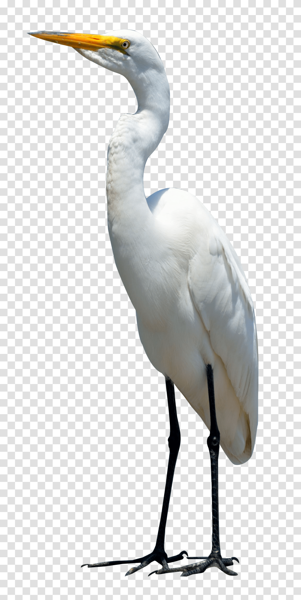 Egret Bird Image, Animal, Waterfowl, Heron, Ardeidae Transparent Png