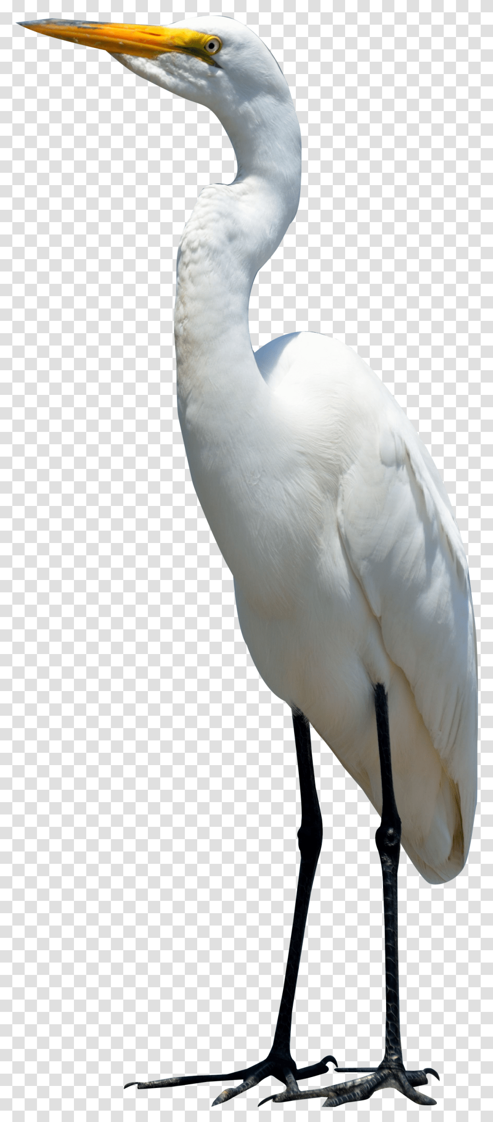 Egret Bird Image Bird, Animal, Waterfowl, Heron, Ardeidae Transparent Png