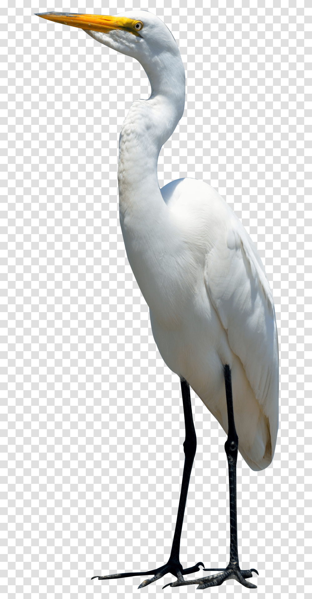 Egret Bird Image Purepng Free Cc0 Crane Bird Background, Waterfowl, Animal, Heron, Ardeidae Transparent Png