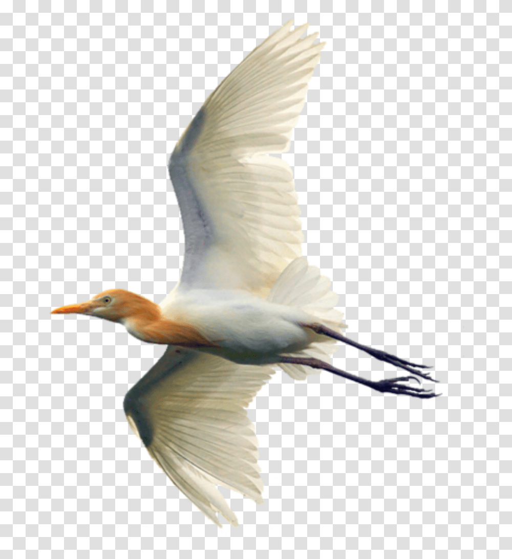 Egret Clipart Egret, Bird, Animal, Waterfowl, Crane Bird Transparent Png