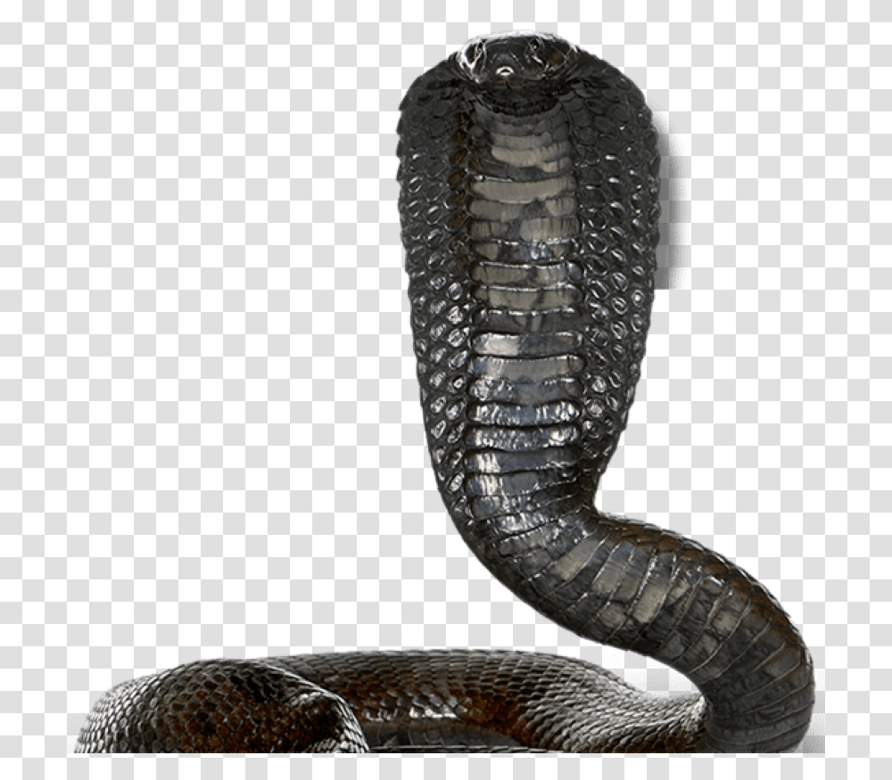 Egyptian Cobra White Background, Snake, Reptile, Animal Transparent Png