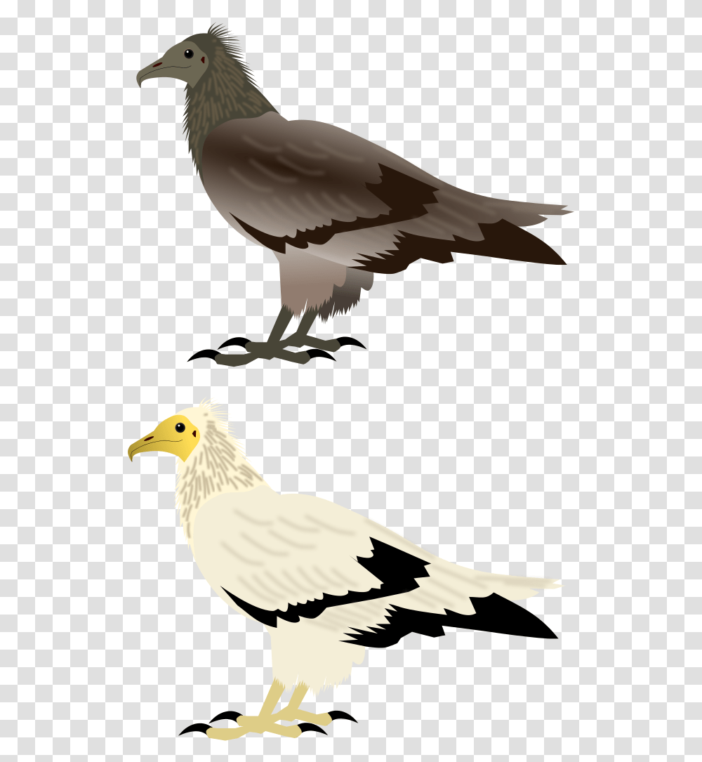 Egyptian Vulture Bird Of Prey, Animal, Kite Bird, Eagle, Beak Transparent Png