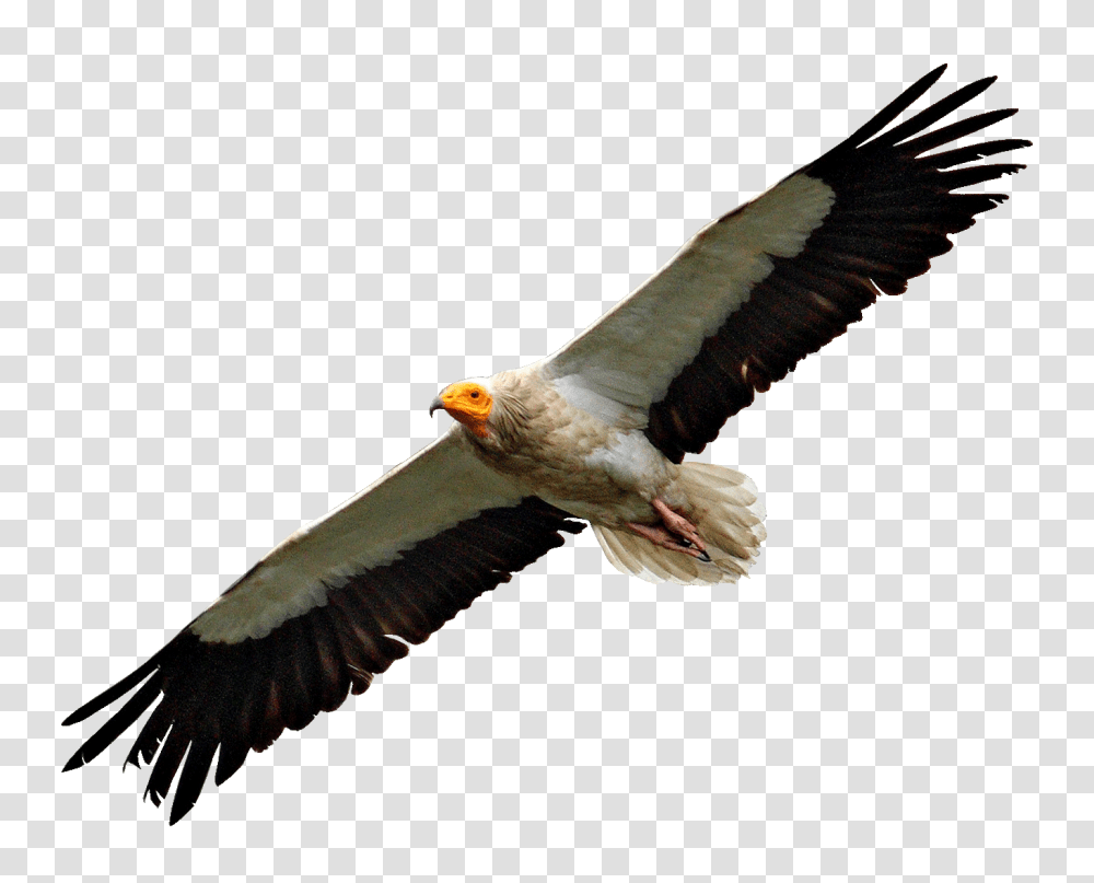 Egyptian Vulture Flying, Bird, Animal, Condor, Eagle Transparent Png