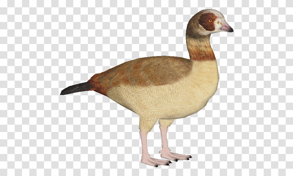 Egyptiangoose Alopochen Aegyptiaca, Bird, Animal, Duck, Beak Transparent Png