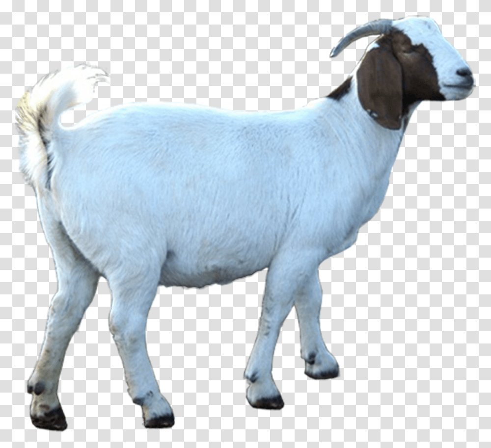 Eid Ul Adha Goat, Mammal, Animal, Mountain Goat, Wildlife Transparent Png