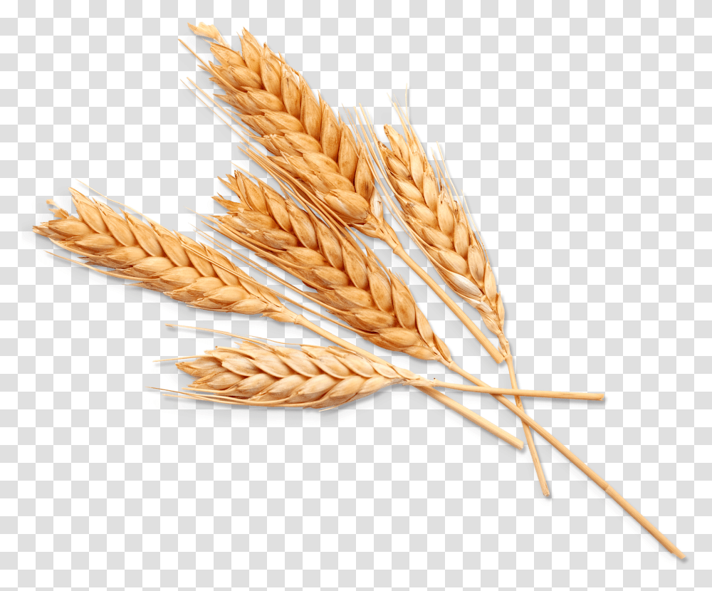 Einkorn Wheat, Plant, Vegetable, Food, Grain Transparent Png