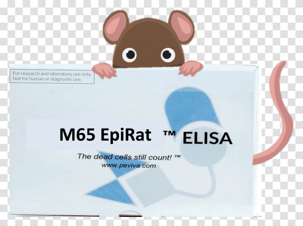 Eiprat Elisa Rat, Mammal, Animal, Document Transparent Png