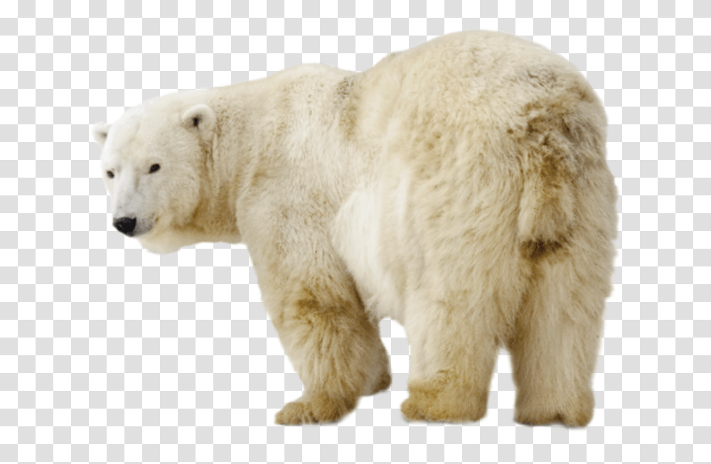 Eisbr, Bear, Wildlife, Mammal, Animal Transparent Png