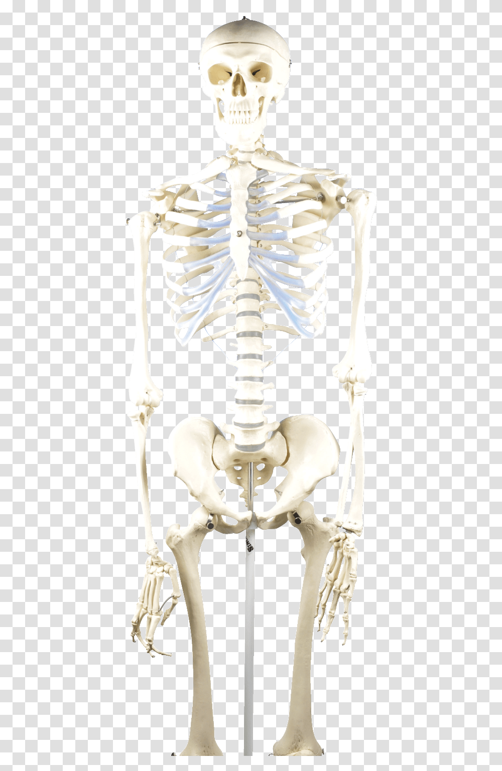 Eisco Basic Human Skeleton Model Human Skeleton Model Transparent Png