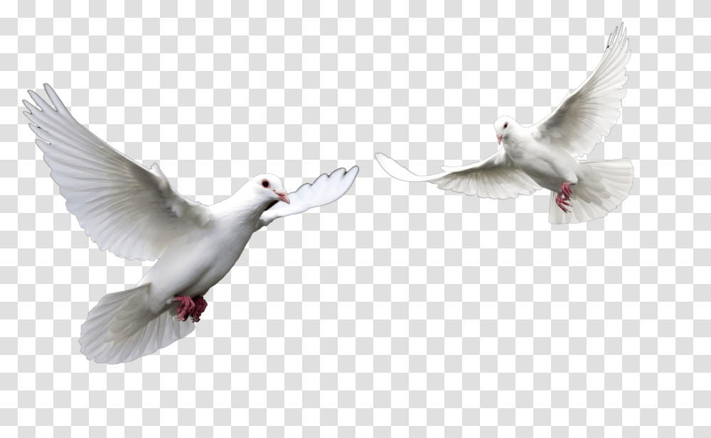 El Espiritu Santo Paloma Related Keywords El Espiritu White Pigeon Flying, Bird, Animal, Dove Transparent Png