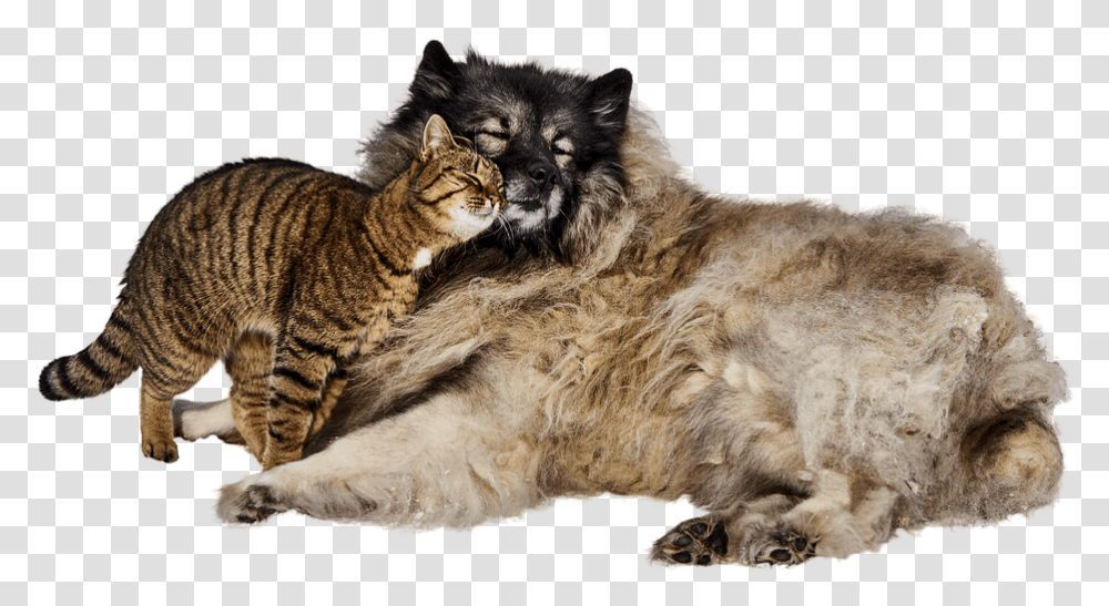 El Perro Y El Gato Lindo Mascotas Amistad Dulce Wild Cats And Dogs, Manx, Pet, Mammal, Animal Transparent Png