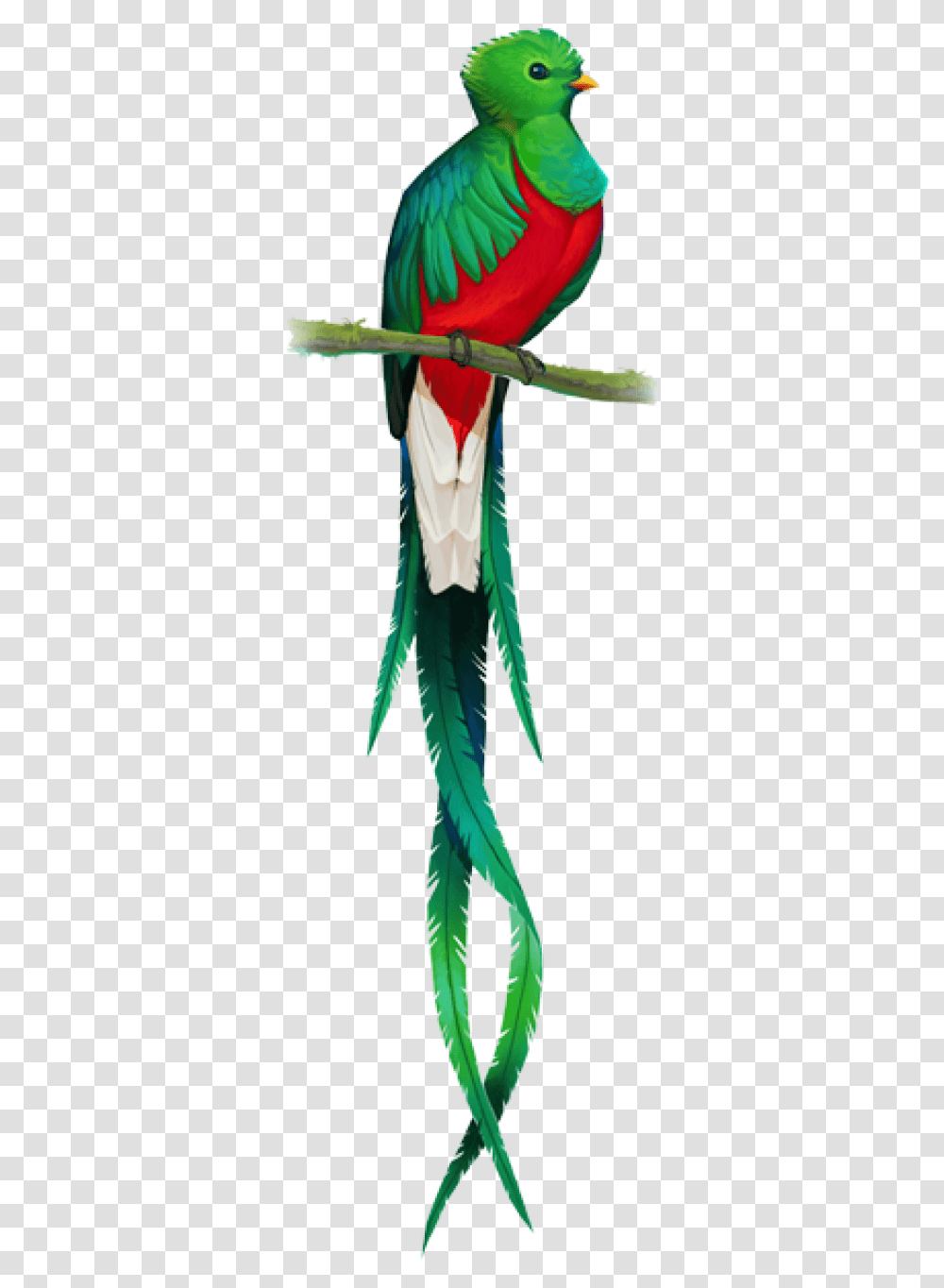 El Quetzal, Aloe, Plant, Animal, Bird Transparent Png