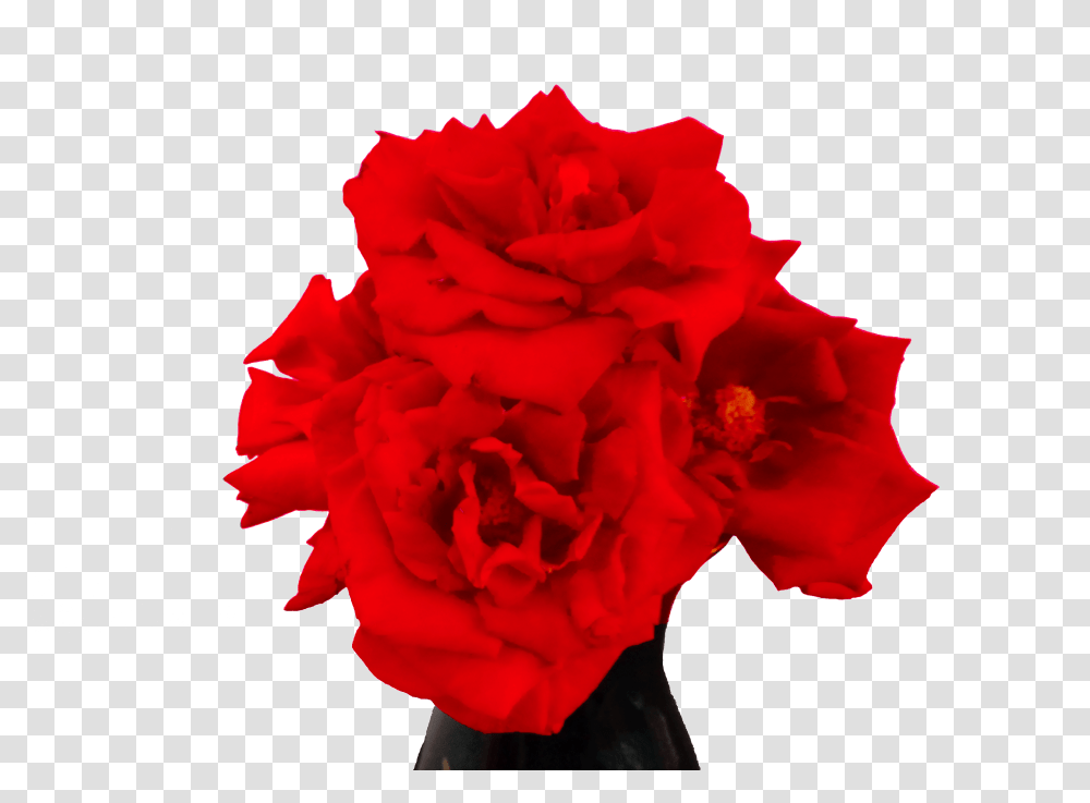 El Significado De Las Rosas Rojas Steemit, Plant, Flower, Blossom, Rose Transparent Png
