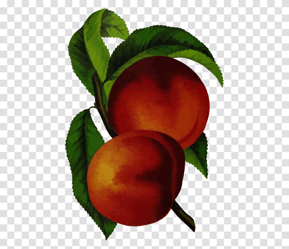 Elberta Peach Vintage Peach Design, Plant, Fruit, Food, Produce Transparent Png