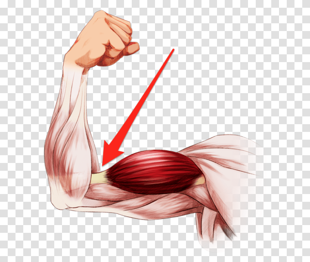 Elbow Clipart Flexed Arm Flexing Anatomy Arm Muscles, Person, Human, Bird, Animal Transparent Png