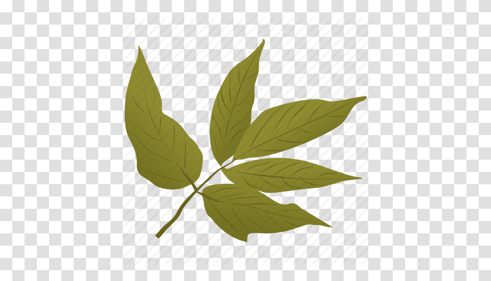 Elder Leaves Foliage Green Leaves Leafy Twig Leaves Icon, Plant, Bird, Animal, Pattern Transparent Png