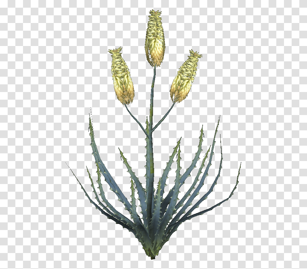 Elder Scrolls Aloe Flower, Plant, Blossom, Bud, Sprout Transparent Png