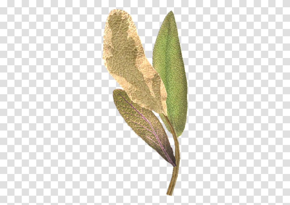 Elder Scrolls Elf Ear Plant, Leaf, Tree, Annonaceae, Flower Transparent Png