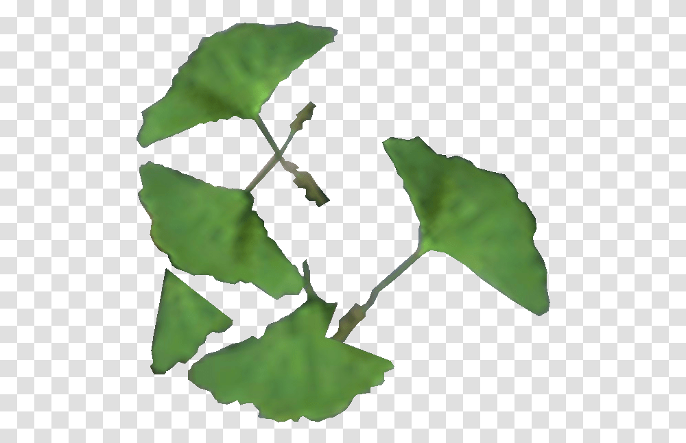 Elder Scrolls List Ginkgo, Leaf, Plant, Vine, Tree Transparent Png