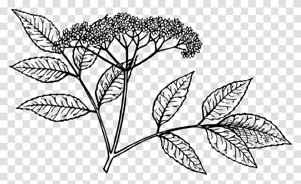 Elderflower Cordial Drawing Red Elderberry Tree Free Elderberry Drawing, Gray, World Of Warcraft Transparent Png