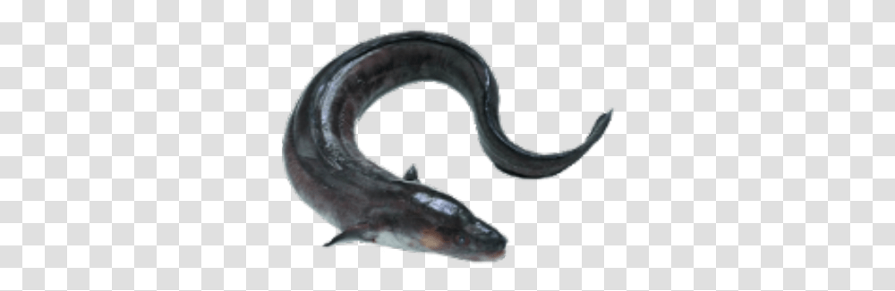 Electric Eel Icon Roblox Conger Eel, Fish, Animal, Snake, Reptile Transparent Png