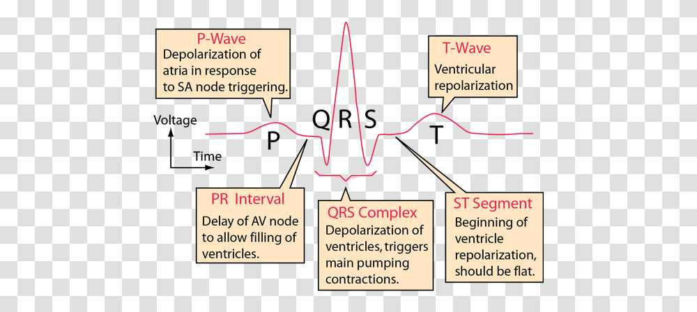 Electrocardiograms Sa Node On Ecg, Plot, Vegetation, Text, Outdoors Transparent Png