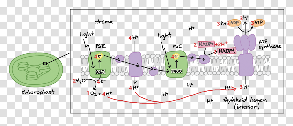 Electron Transport Chain Diagram Labeled, Teeth, Mouth, Lip, Plot Transparent Png