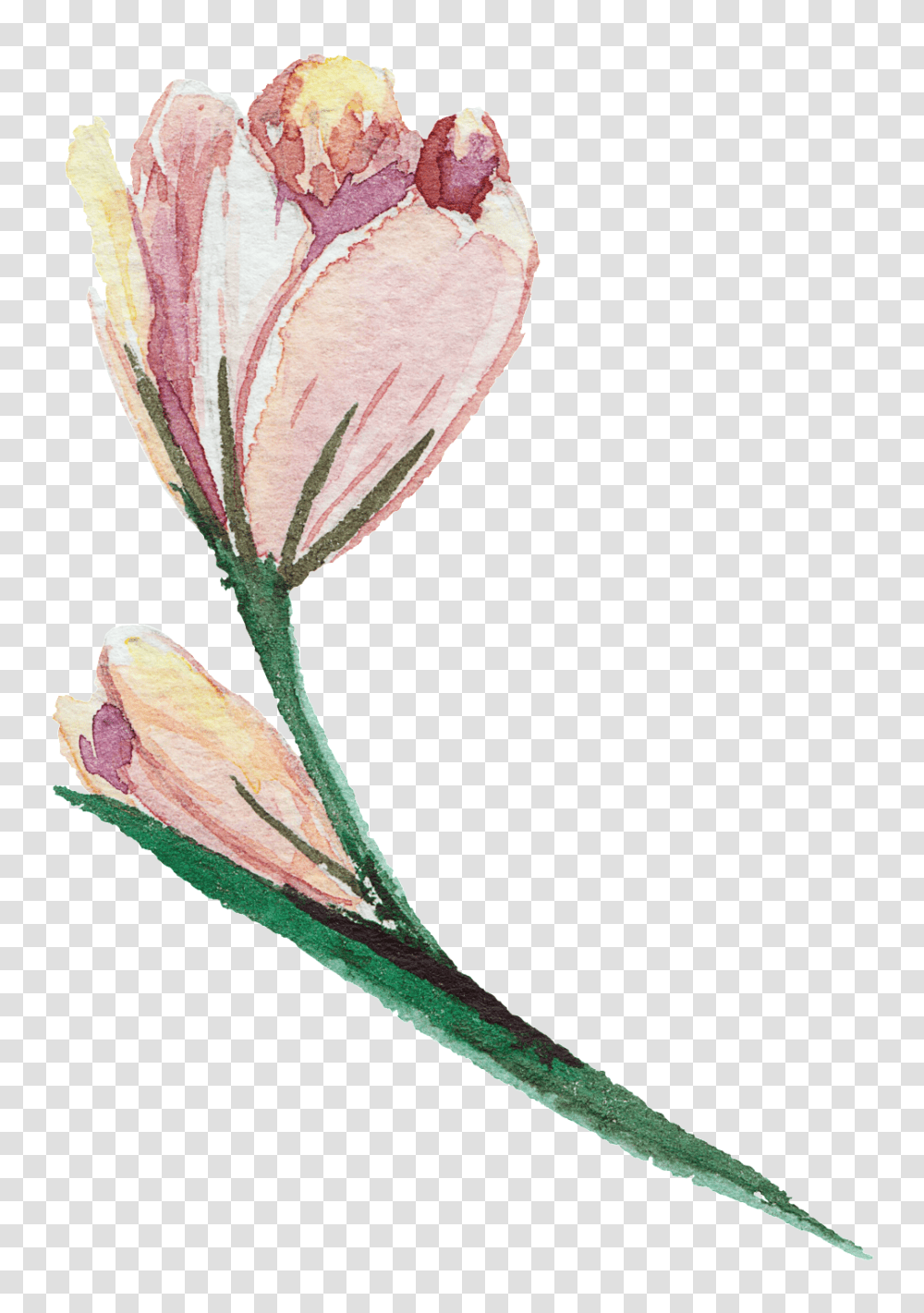 Elegant And Watercolor Flowers Free Download, Plant, Blossom, Geranium, Petal Transparent Png