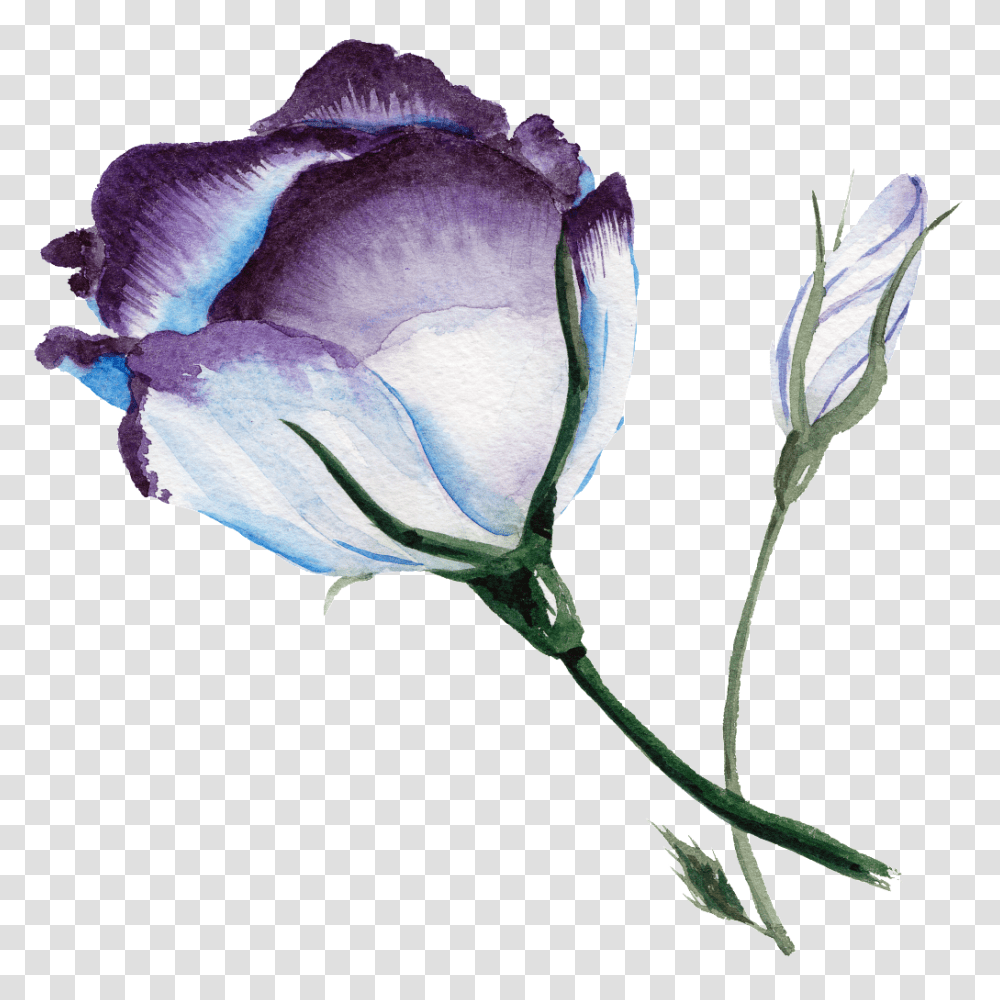 Elegant Creative Watercolor Flowers Free, Plant, Blossom, Rose, Petal Transparent Png
