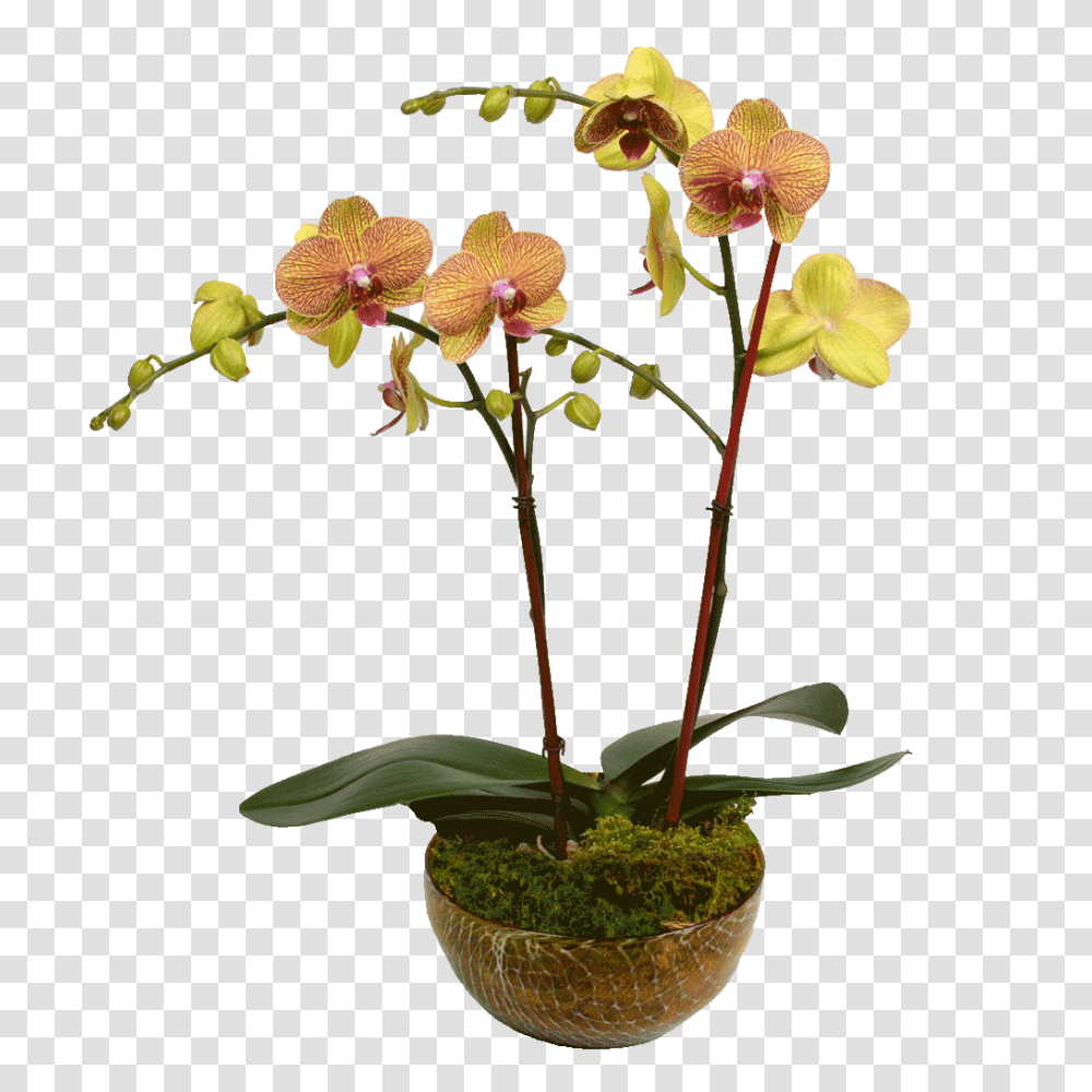 Elegant Double Stem Orchid Designed, Plant, Flower, Blossom, Flower Arrangement Transparent Png