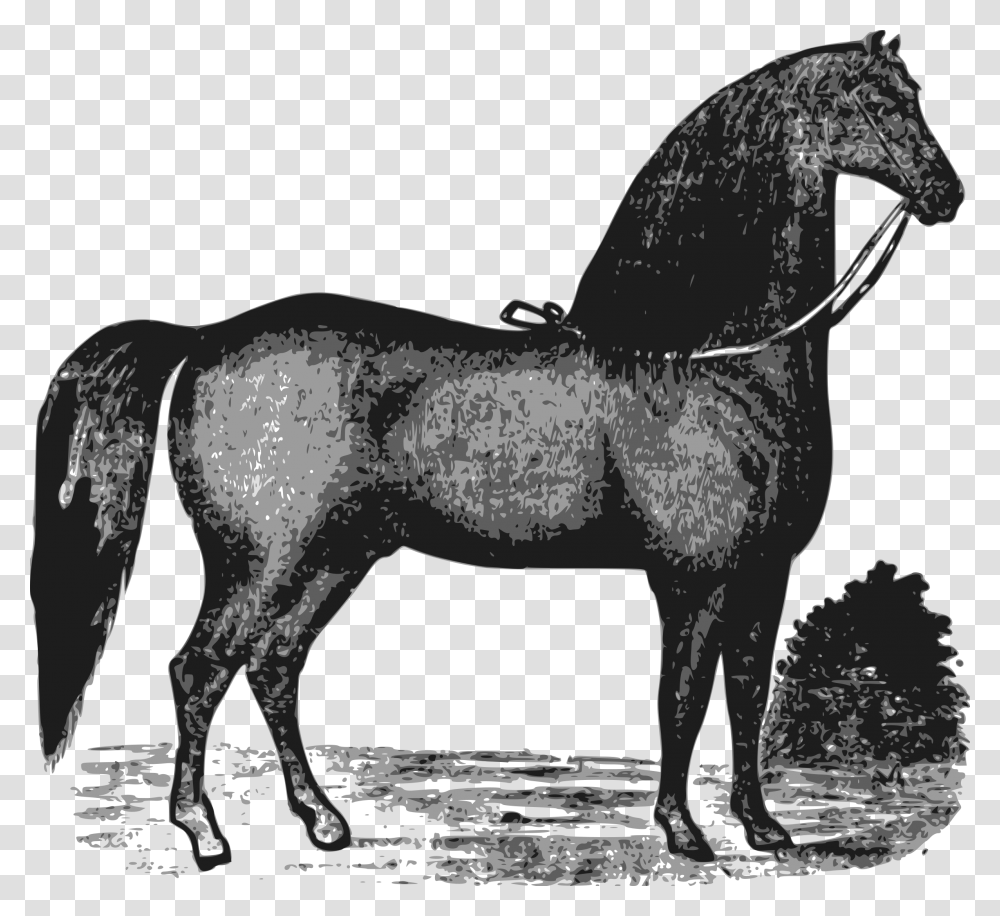 Elegant Horse Clip Arts Horse, Mammal, Animal, Foal, Colt Horse Transparent Png