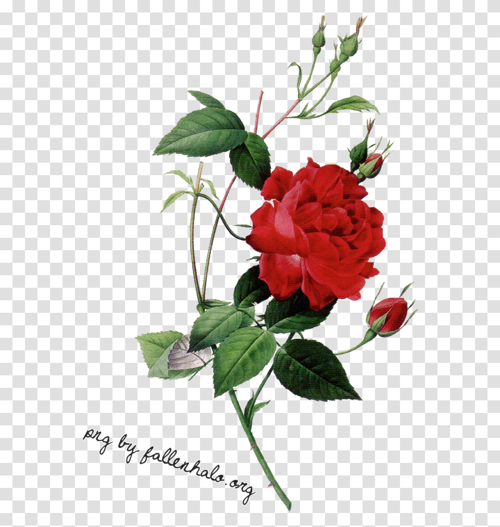 Elegant Roses 39862 Free Icons And Backgrounds Scientific Drawing Of Roses, Plant, Flower, Blossom, Acanthaceae Transparent Png