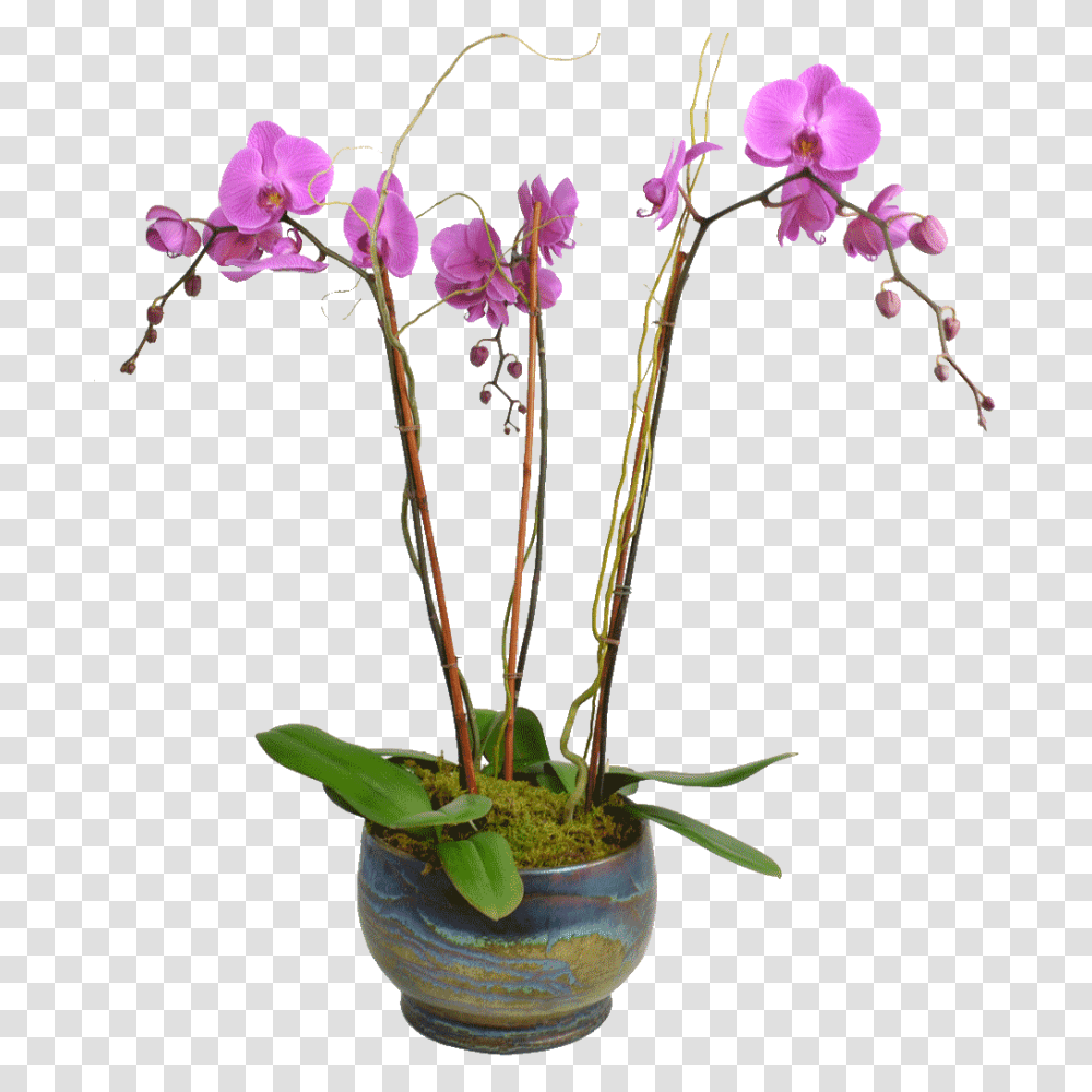 Elegant Triple Stem Orchid In A Designer Container, Plant, Flower, Blossom, Vase Transparent Png